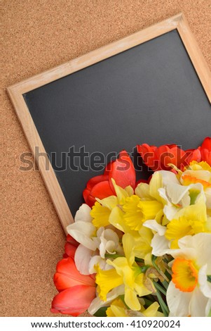 Bouquet of different daffodils and red and yellow tulips on blank blackboard, over cork background. Selective focus. Space for text