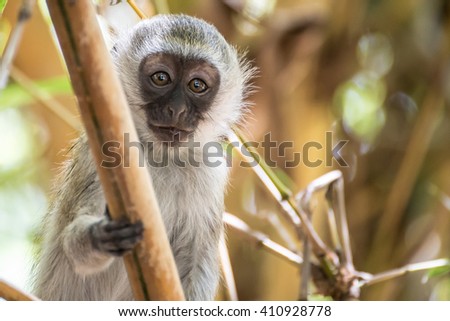 Adorable baby vervet monkey playing on a tree in the Amboseli national park (Kenya) Royalty-Free Stock Photo #410928778