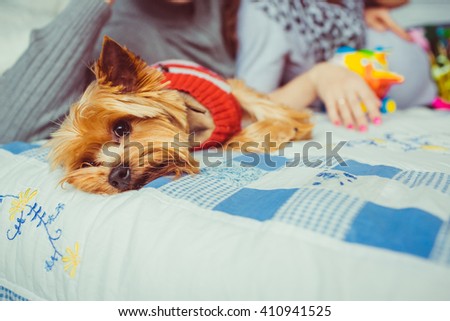 Cute dog is lying on the bed