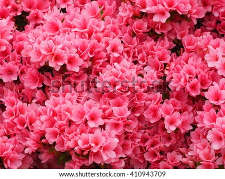 Blooming Pink Rhododendron,Azalea flowers.Pelargonium geranium group bright cerise pink flowers.(Selected focus)
