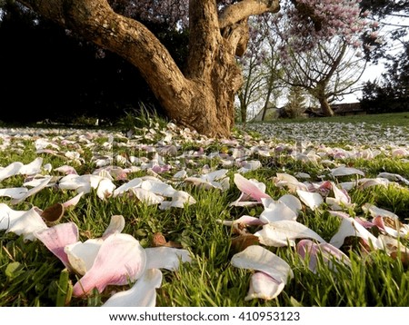 Petals of magnolia flower under magnolia tree