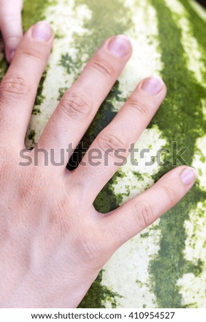 hand on watermelon - photographed close-up of female hand lying on green ripe watermelon