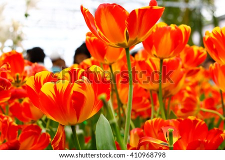 orange Tulip flower background