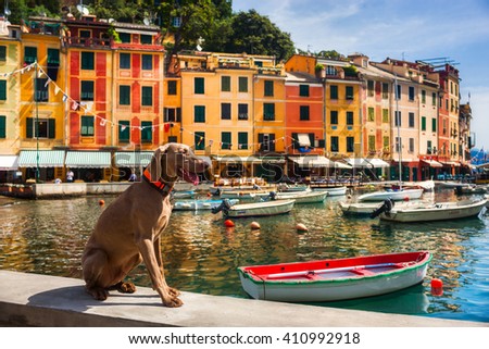 The dog and colored Italian boats Royalty-Free Stock Photo #410992918