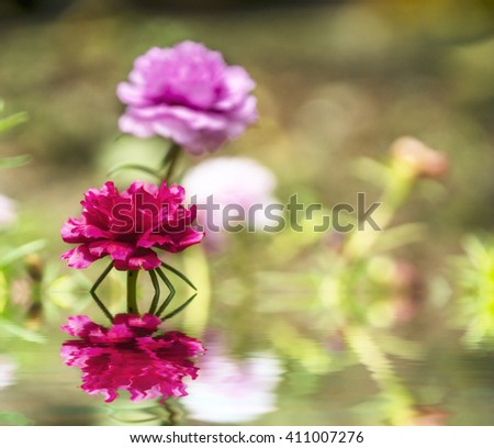 Blooming Peony Pink Flowers With Blurred Background
