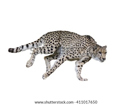 Cheetah  Running ,Isolated on white Background