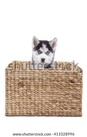 Picture of a little siberian husky dog sitting inside the wooden box at the studio, isolated on white background