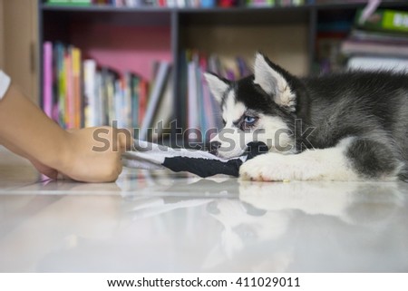 Picture of a funny husky puppy playing with a sock at home