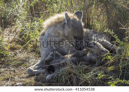 Spotted hyaena in Kruger national park, South Africa ; Specie Crocuta crocuta family of Hyaenidae