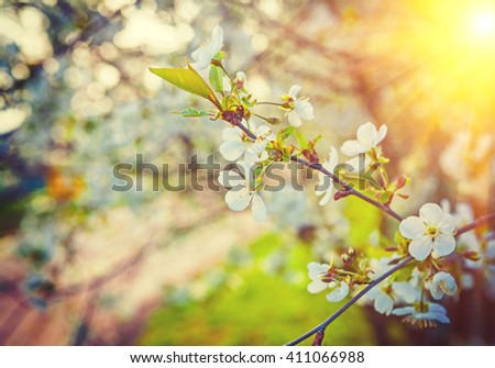 branch with sparse flowers on blossoming cherry tree instagram stile.