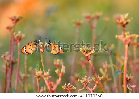 plain tiger butterfly hold on flower