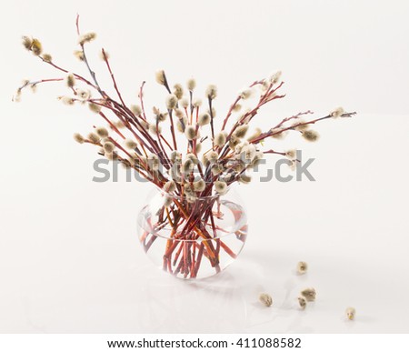 Spring bouquet for palm sunday. Willow branches with fluffy kidneys in a transparent glass vase. White background, soft focus, small depth of sharpness