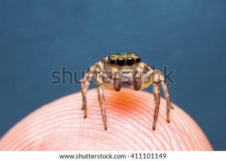 Jumping spider on skin