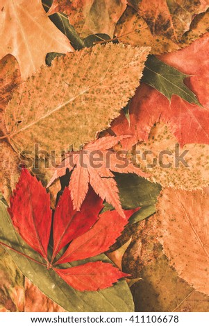 Autumn leaves background. / Autumn leaves background. 