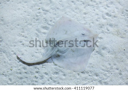 Thornback ray (Raja clavata), also known as the thornback skate. Wild life animal. 