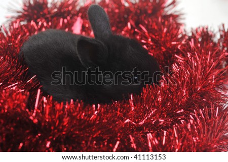 cute small rabbit and christmas ribbon
