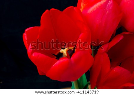 bouquet of red tulips on a black background