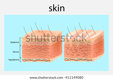 SKIN-VESSEL Stock Vector Images - Avopix.com