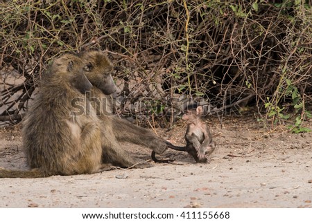 Baboons have family social time, Botswana, 2015