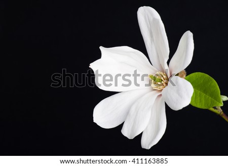 white magnolia flower close-up. White magnolia on a dark background