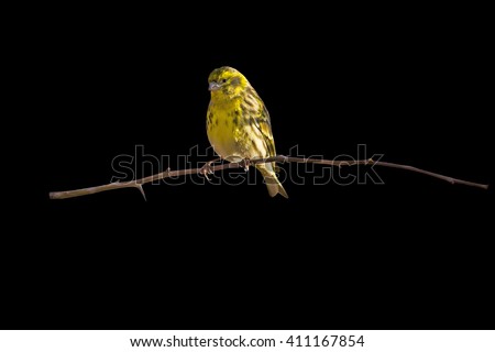 Cute little yellow bird. Isolated bird and branch. Black background. Bird: European Serin. Serinus serinus.