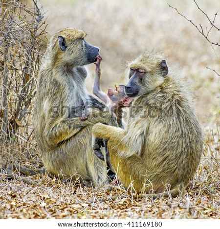 Female Baboons (Papio anubis) caring for a baby