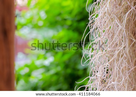 selective focus picture of tillandsia usneoides or spanish Moss and green blurred natural background from sustainable organic agriculture farm 