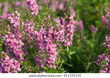 Angelonia goyazensis Benth / forget me not