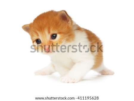 Cute orange red and white kitten. Cute serious kitten 2 weeks old, creeping isolated at white background. Adorable pet. Small heartwarming kitten. Little cat. Closeup isolated. High key