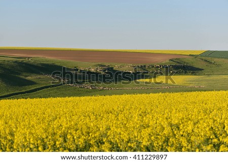 Flock of sheep on a hill between rape field and clear blue sky