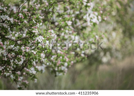spring garden apple
