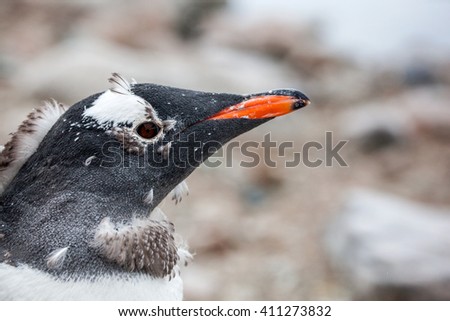 Close-up portrait of gentoo penguin against nature background