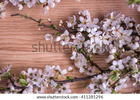Spring flowers. Cherry blossoms isolated on wooden background