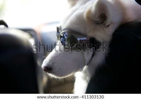 White Husky Dog with Sunglasses