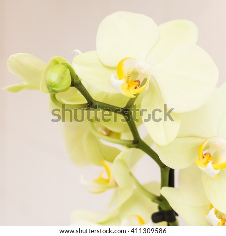orchid, green orchid
