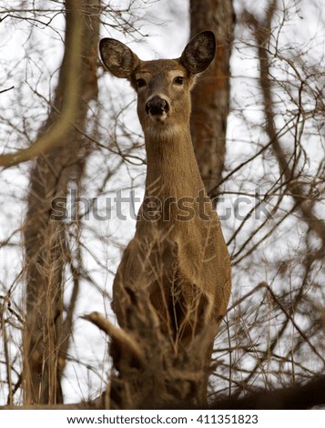 Beautiful image with a wild deer in the forest