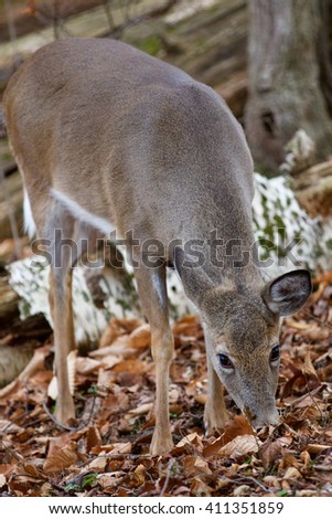 Beautiful background with the cute wild deer eating the leaves in the forest