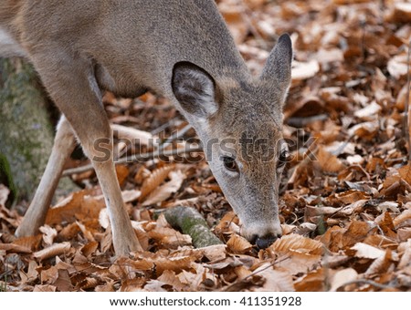 Beautiful picture of the cute wild deer in the forest