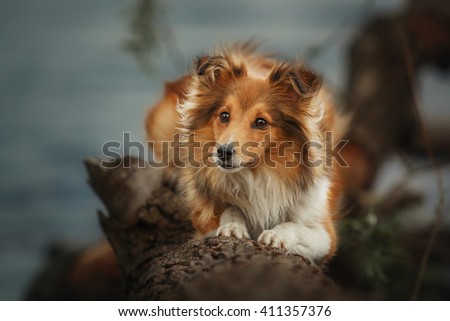 Red Shetland Sheepdog lying down at falling tree on the river background. Sheltie dog 