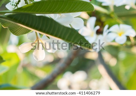 Plumeria flower on the tree.