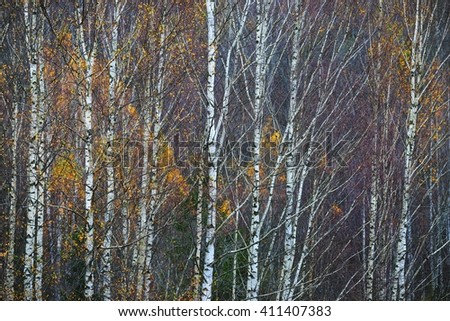 Autumn forest landscape. Birch trees in autumn mist.