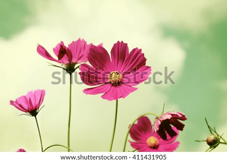 Pink cosmos against bright sky, vintage flowers fields background.