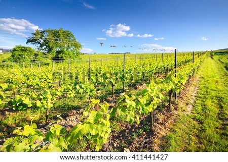 Vineyard landscape with hills in Pfalz, Germany Royalty-Free Stock Photo #411441427