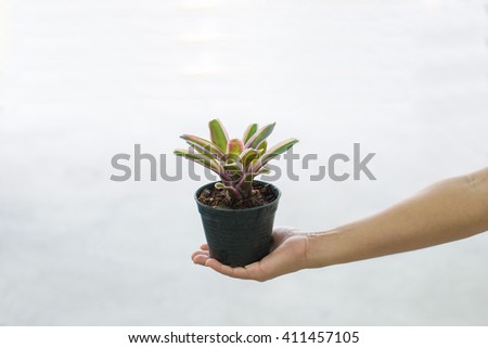 Bromeliad in hand ,white background - stock photo