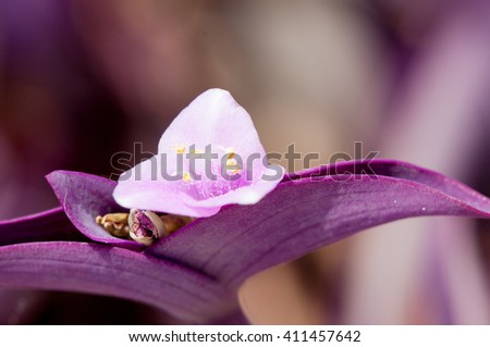 Close up, macro photo of purple flower with colorful background in daylight
