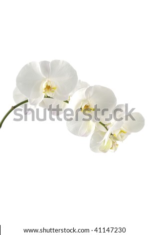 Bloom white orchid