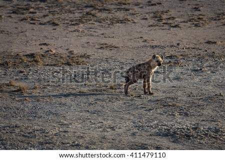 Baby hyena standing alone on the open planes of Etosha national park, Namibia. With a broken leg