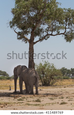 African bush elephant scratching its back on a tree in the Okavango Delta of Botswana, Africa.