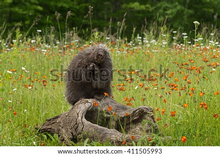 Porcupine (Erethizon dorsatum) Poses on Log - captive animal