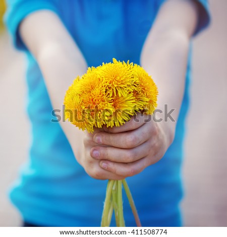 Closeup child hands  holding bouquet of yellow dandelions outdoor in summer, closeup of hand with flowers.